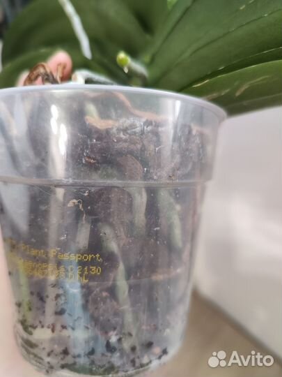 Орхидея фаленопсис Мива