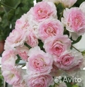 Герань пеларгония