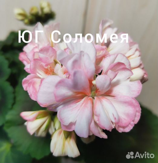 Пеларгония герань сортовая