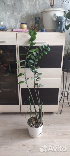 Замиокулькас