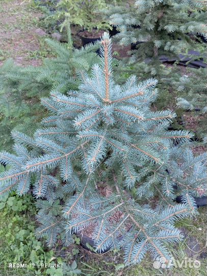 Пихта одноцветная,бальзамическая, тсуга, пихта