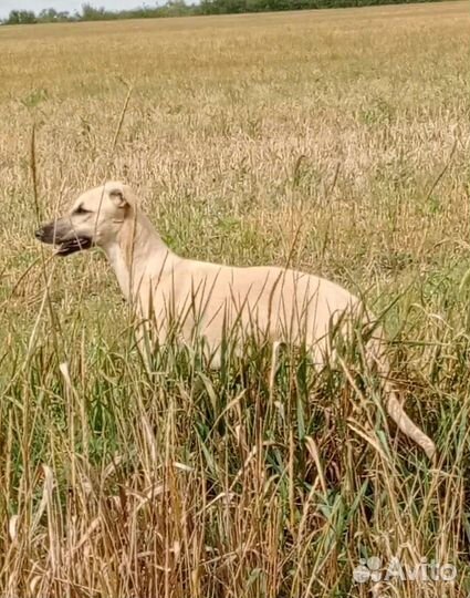 Щенки уиппета
