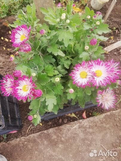 Хризантема мультифлора