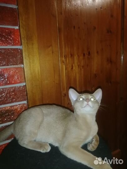 Абиссинские котята соррель