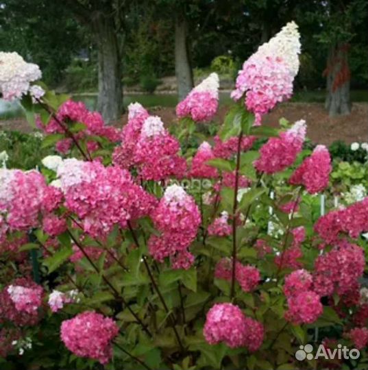 Гортензия Франц Мельба