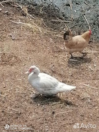 Семья индоуток