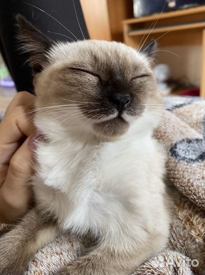 Кошки в добрые руки