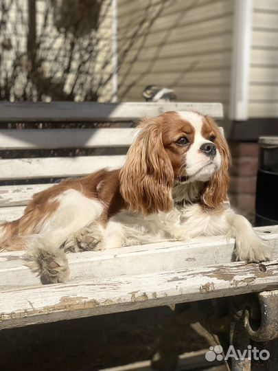 Кавалер кинг чарльз спаниель вязка