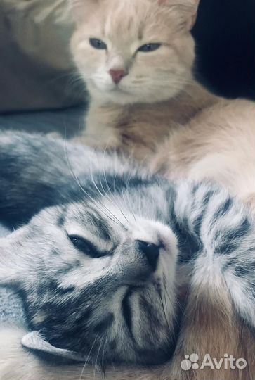 Котята в добрые руки приучены к лотку