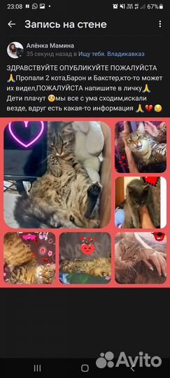 Потерялся кот