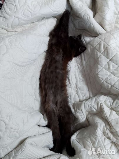 Котёнок