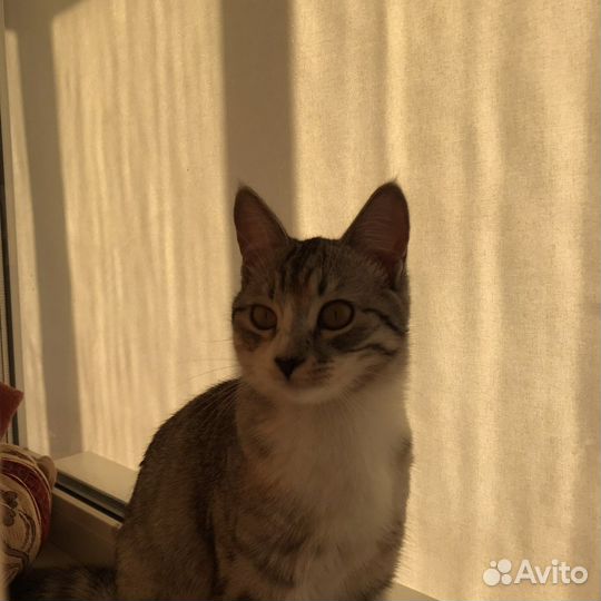 Отдам кошку в добрые руки