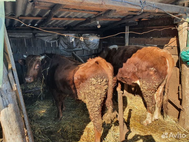 Быки на мясо