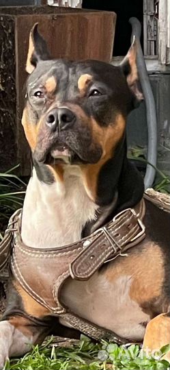 Питбуль,вязка