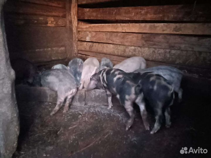 Поросята ландрас
