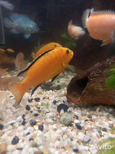 Мальки елоу