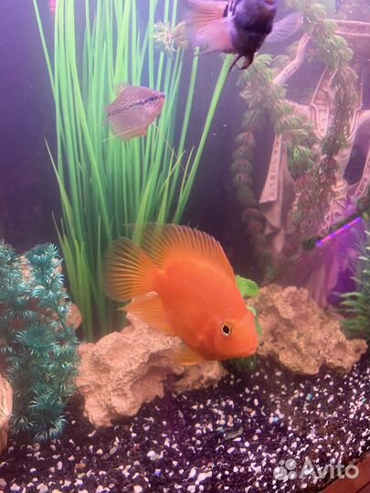 Аквариумные рыбы попугай