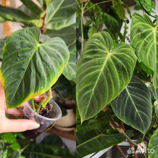 Комнатные растения ч. 5