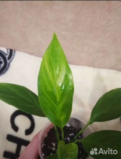 Спатифиллум Golden yellow variegated