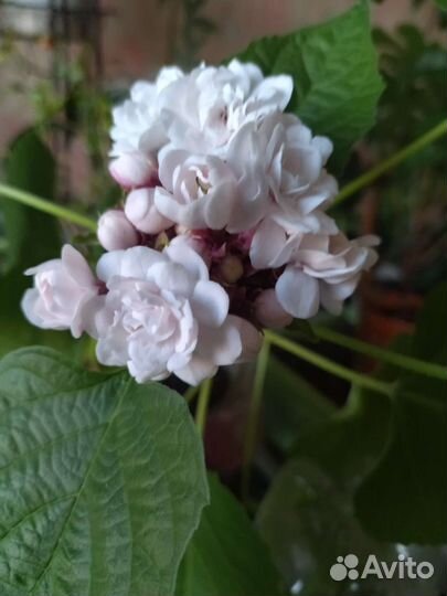 Клеродендрум филиппинский