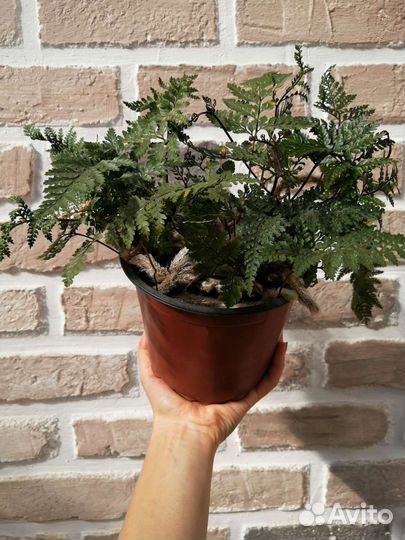 Давалия (папоротник )