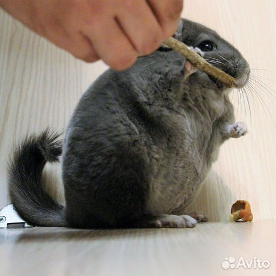 Шиншилла мальчик Фиолетовый Эбони средний