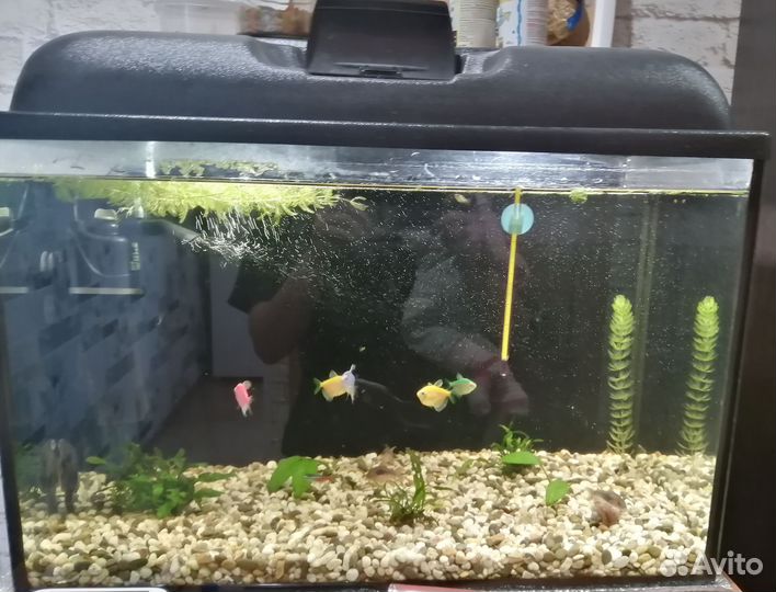 Аквариум