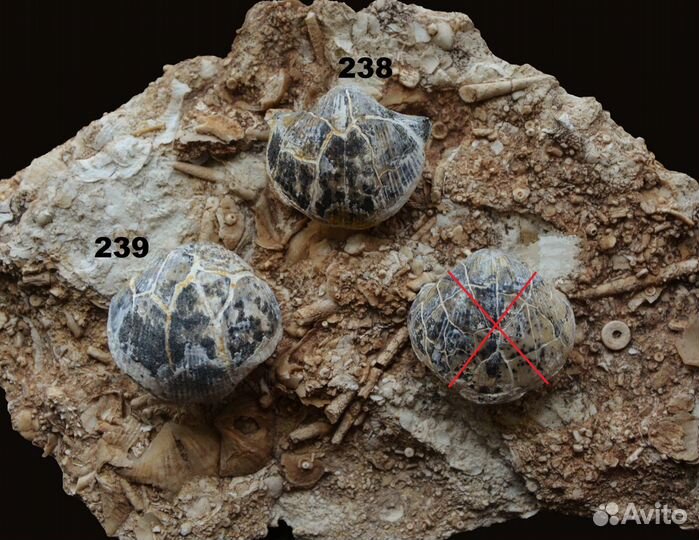 Брахиоподы, гастроподы, цистоидеи, эокриноидеи