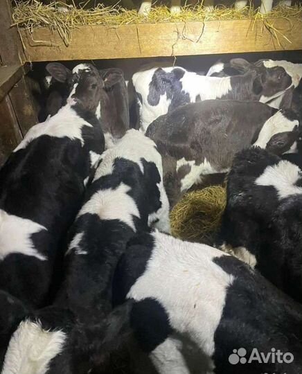 Бычки от 1мес