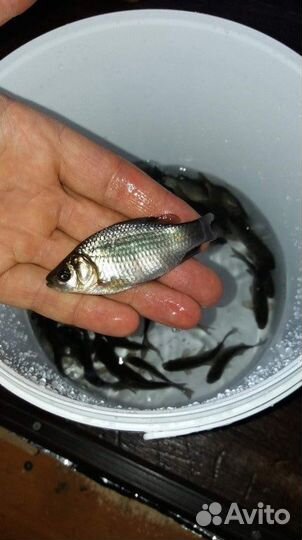 Живец карась