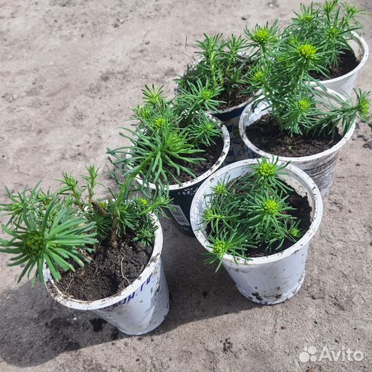 Молочай кипарисовый многолетник