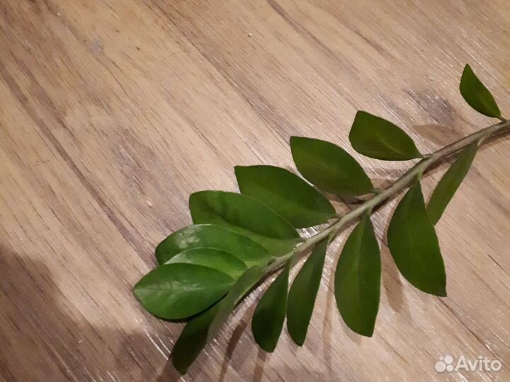 Замиокулькас ветка на укоренение