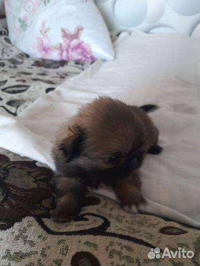 Щенки пекинеса