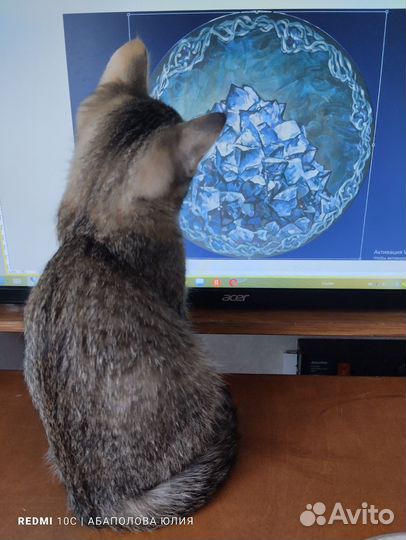 Кошка в добрые руки