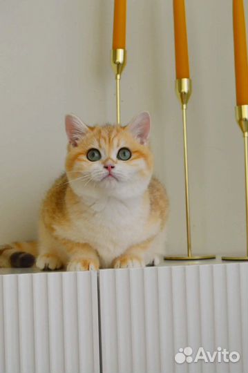 Зеленоглазый красавчик