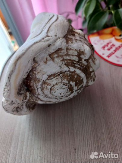 Ракушка