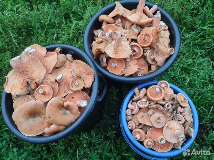 Грибы рыжики свежие