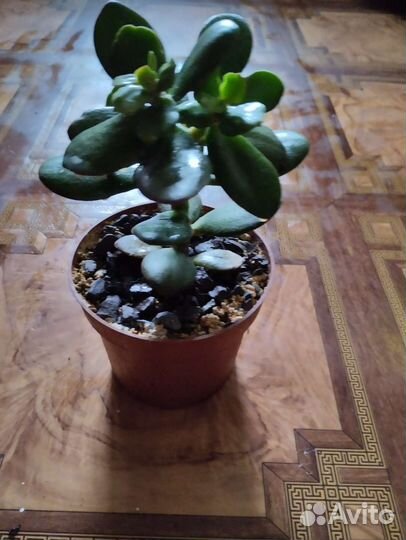 Денежное дерево красула толстянка