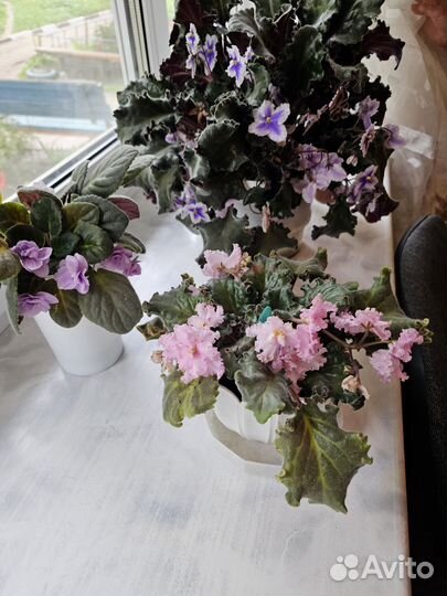 Сортовые фиалки цветущие