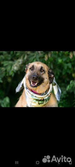 Собака в добрые руки