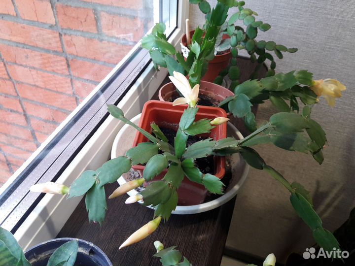 Декабристы зацветают, спатифилум