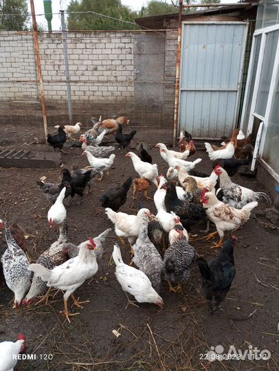 Куры петухи микс 5 месяцев, и петухи бентамки
