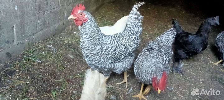 Петушки амрокс (6апреля вывод) и ухейиюль