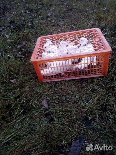 Продаются белые голуби на свадьбу