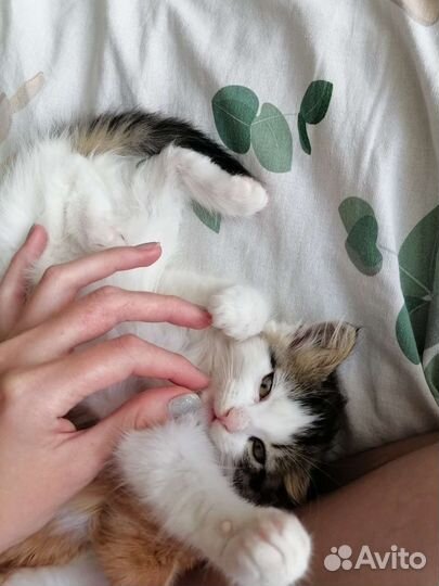 Котёнок