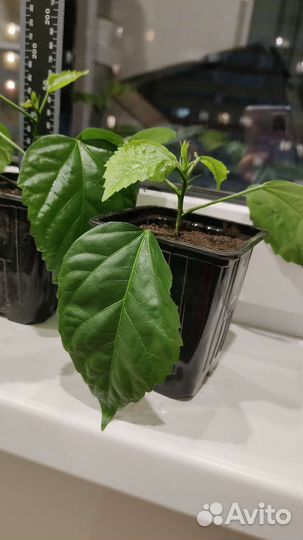 Китайская роза махровая, красная (Hibiscus)