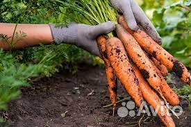 Новый урожай морковь сильвана опт