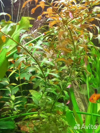 Акварастения