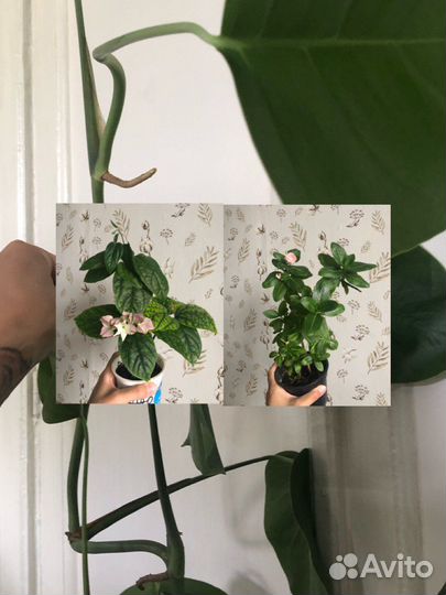 Монстера, катарантус, Клеродендрум