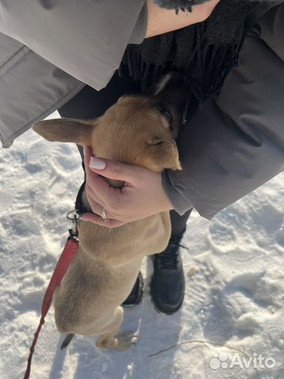 Отдам в добрые руки собаку